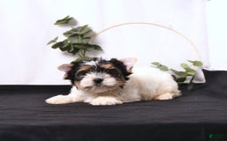 Biewer Terrier dogs for sale: Archie - Image 4