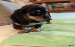 Miniature Dachshund dogs for sale: Romeo - Image 3