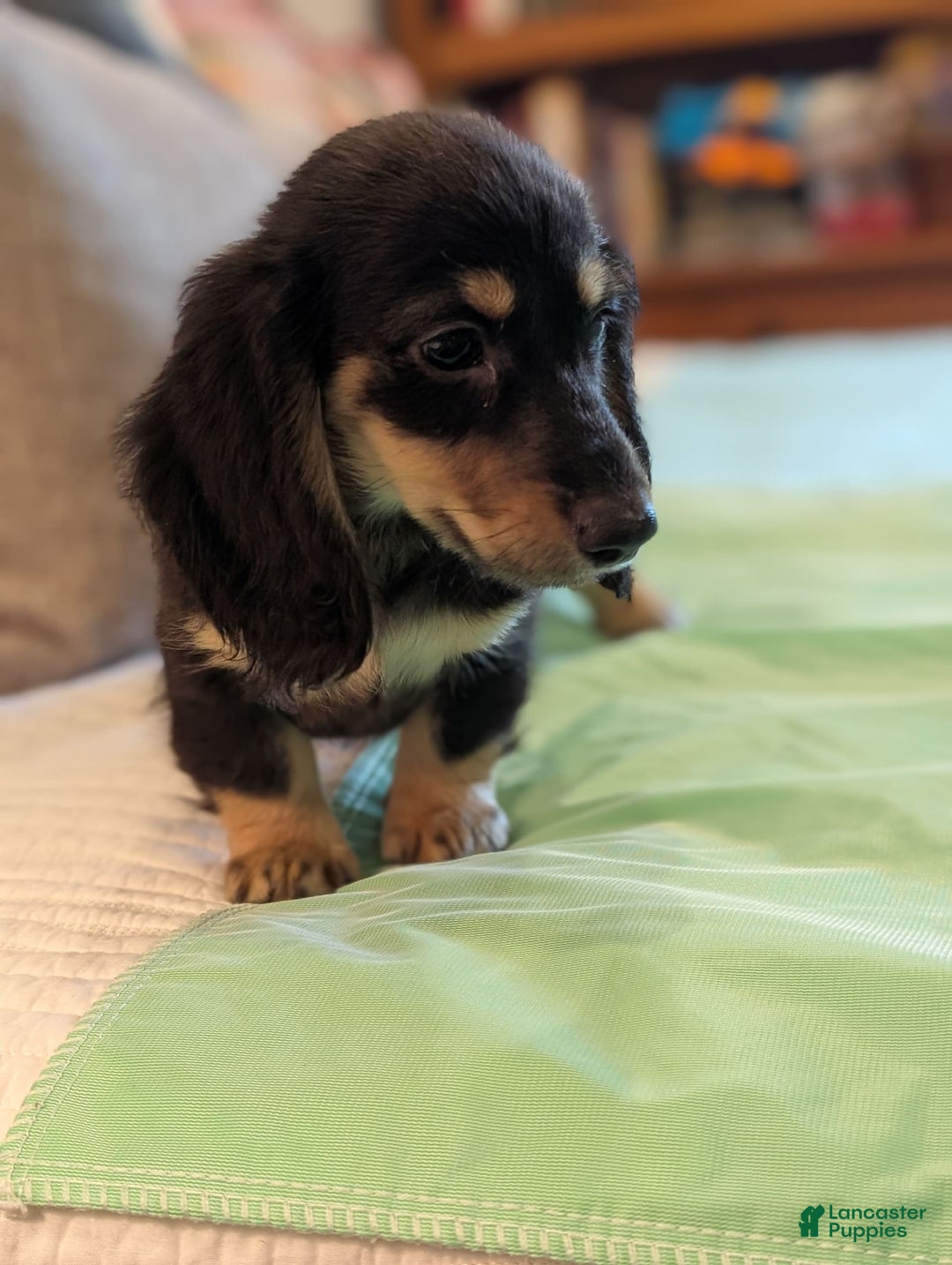 Miniature Dachshund dogs for sale: Romeo - Image 3