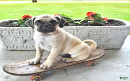 Jug dogs for sale: Cody - Image 10
