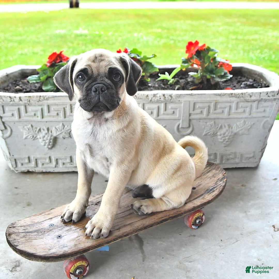Jug dogs for sale: Cody - Image 10