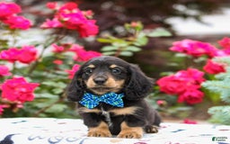Miniature Dachshund dogs for sale: Quixie - Image 6