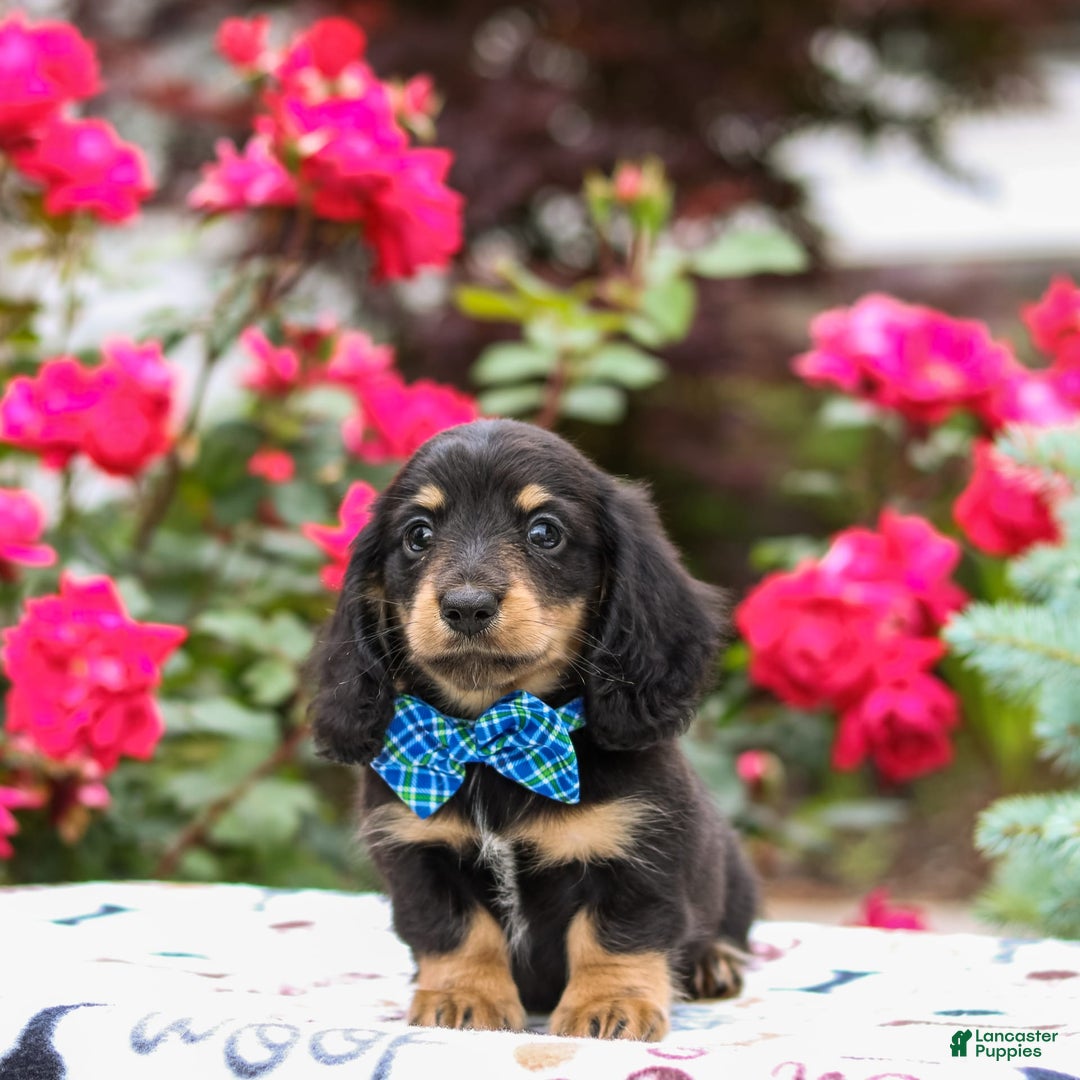 Miniature Dachshund dogs for sale: Quixie - Image 6