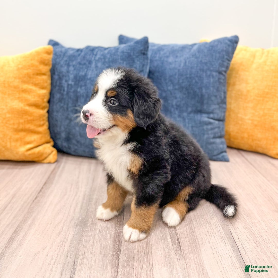 Bernese Mountain Dog dogs for sale: Zeke - Image 3
