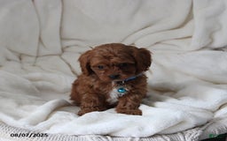 Cavapoo dogs for sale: Mason - Image 9