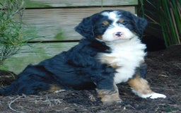 Mini Bernedoodle dogs for sale: Oliver - Image 2