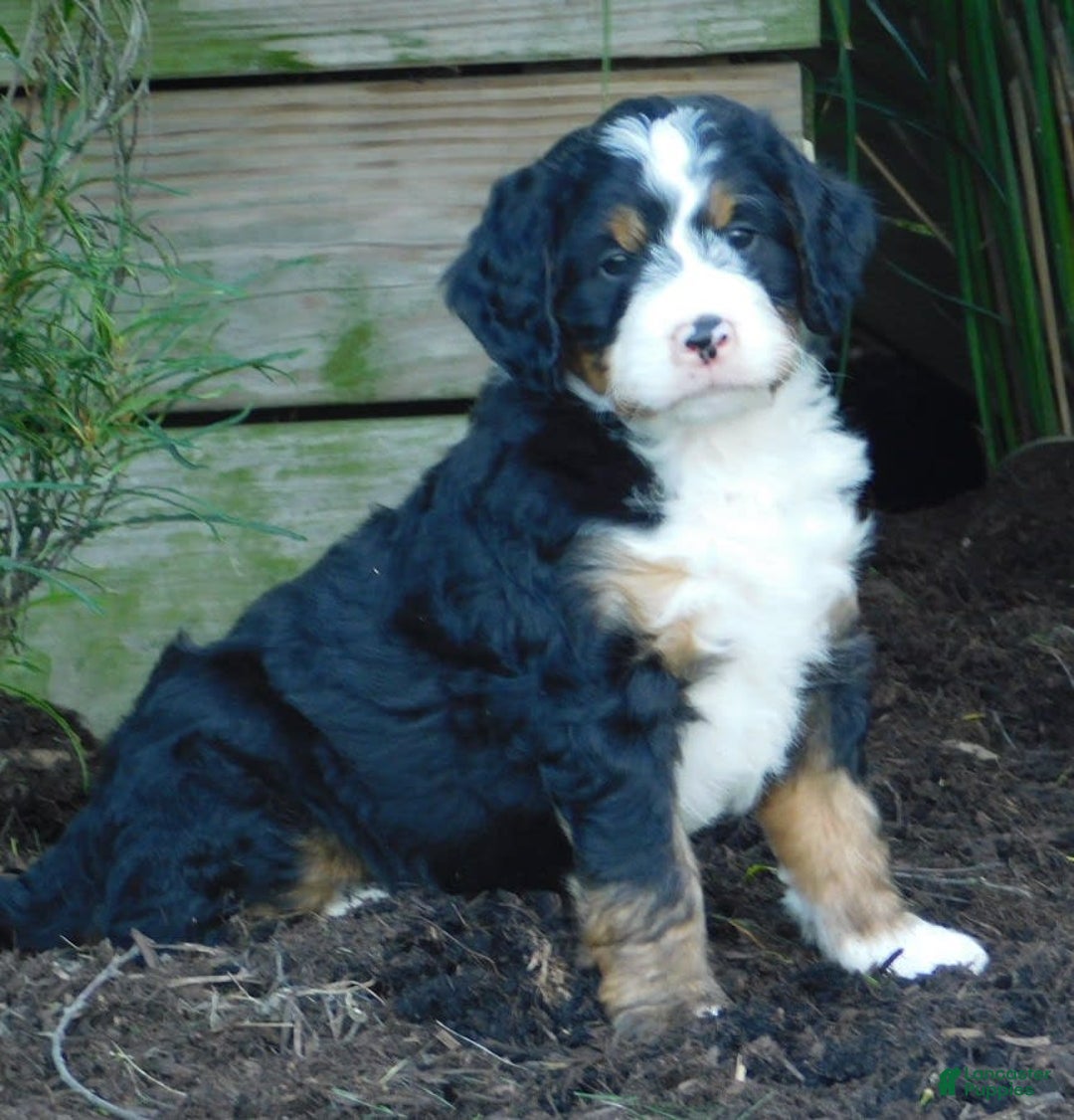 Mini Bernedoodle dogs for sale: Oliver - Image 2