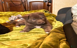 Gerberian Shepsky dogs for sale: Rocky - Image 8