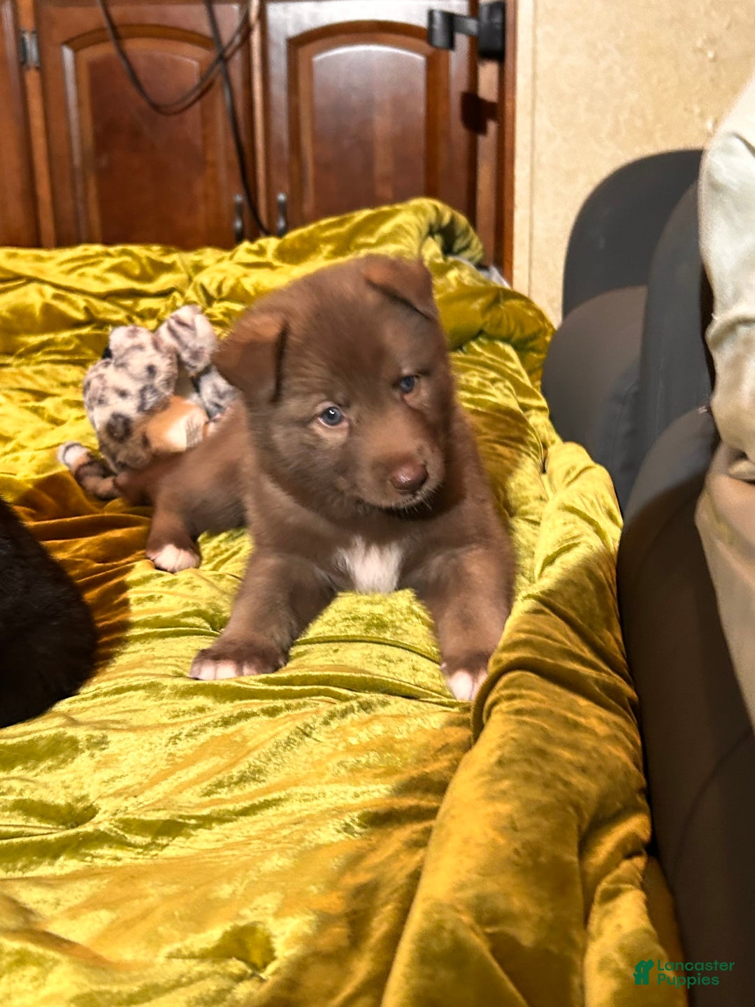 Gerberian Shepsky dogs for sale: Rocky - Image 8