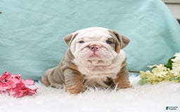 English Bulldog dogs for sale: Buster - Image 5