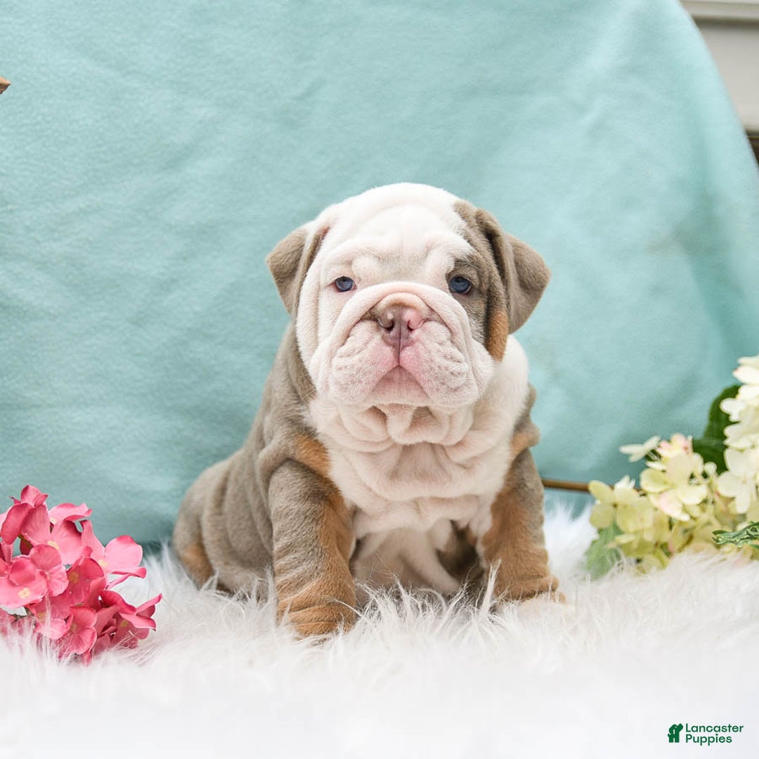 English Bulldog dogs for sale: Buster - Image 5