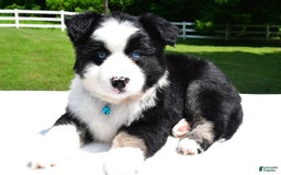 Miniature Australian Shepherd dogs for sale: Jean - Image 7