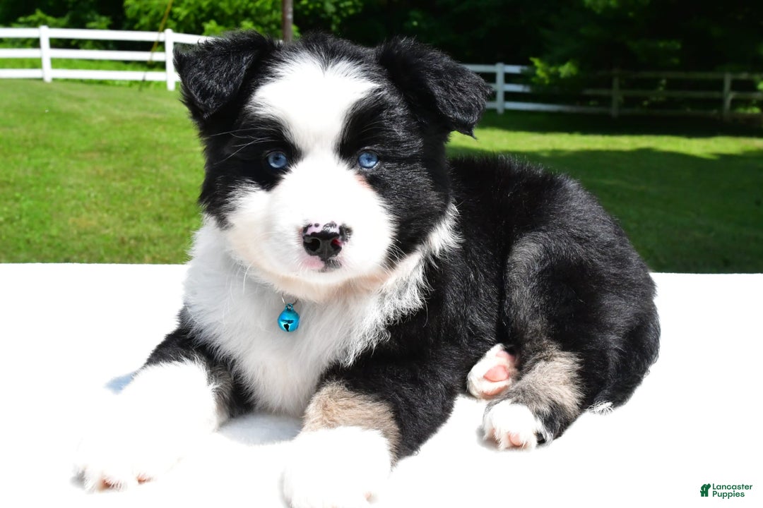 Miniature Australian Shepherd dogs for sale: Jean - Image 7