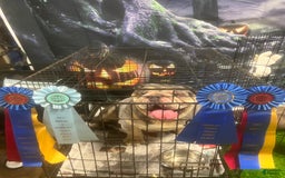 English Bulldog dogs for stud: Dart - Image 2
