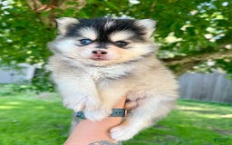 Pomsky dogs for sale: Selene - Image 9