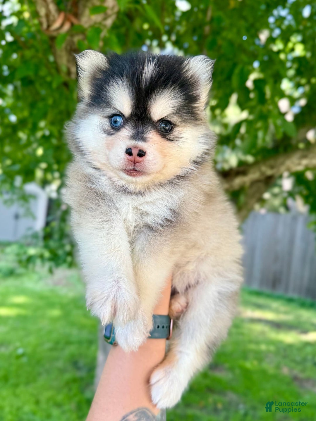 Pomsky dogs for sale: Selene - Image 9