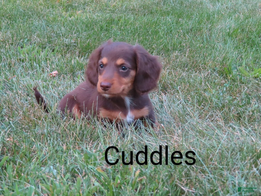 Dachshund dogs for sale: Cuddles - Image 4