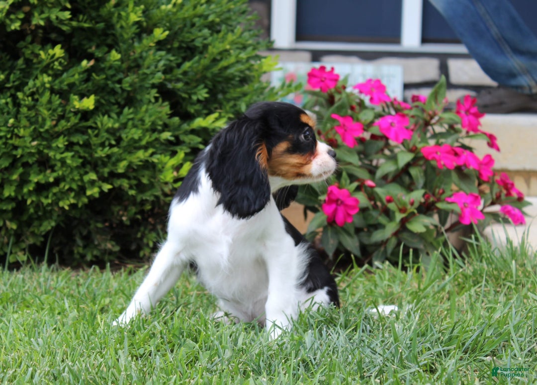 Cavalier King Charles Spaniel dogs for sale: Abby - Image 9