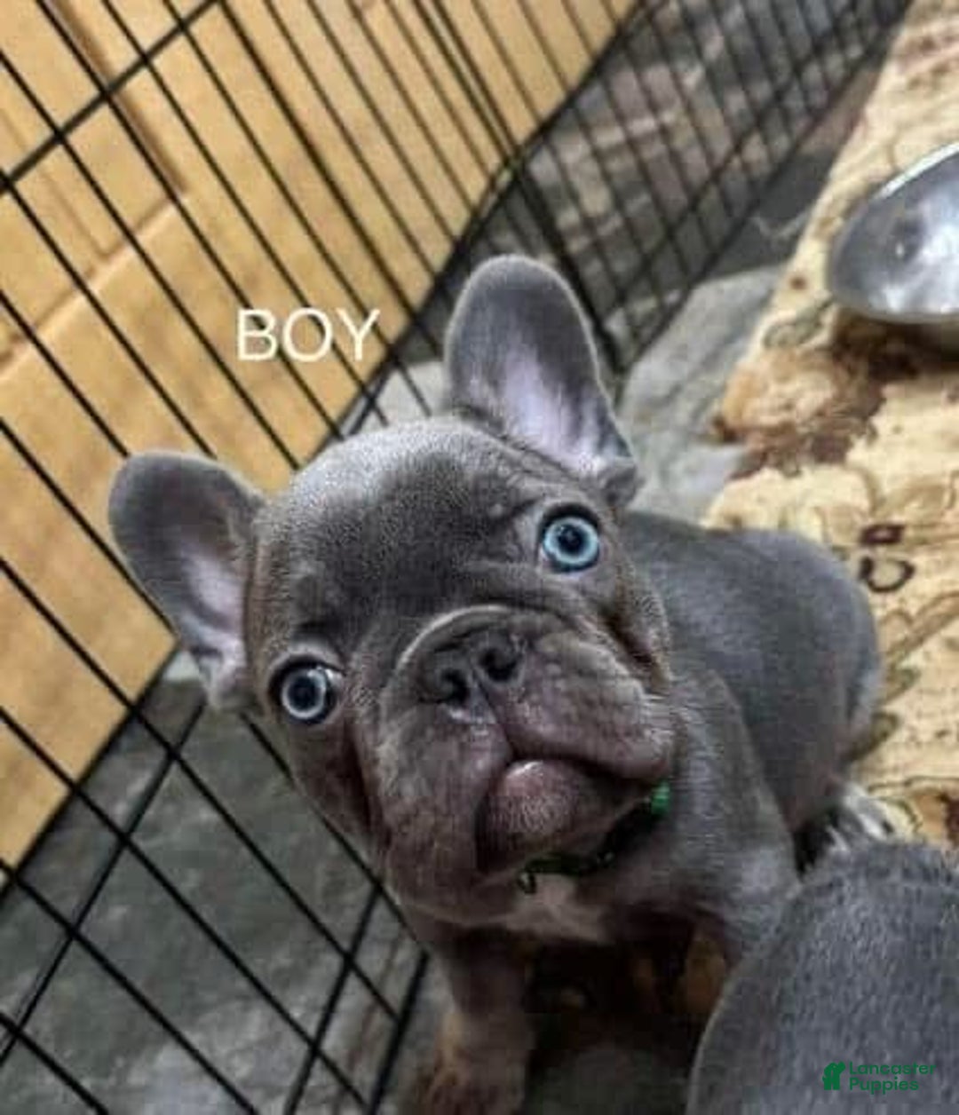 French Bulldog dogs for sale: Nil - Image 1