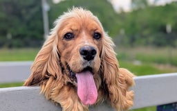 Cockapoo dogs for sale: Lydia - Image 21