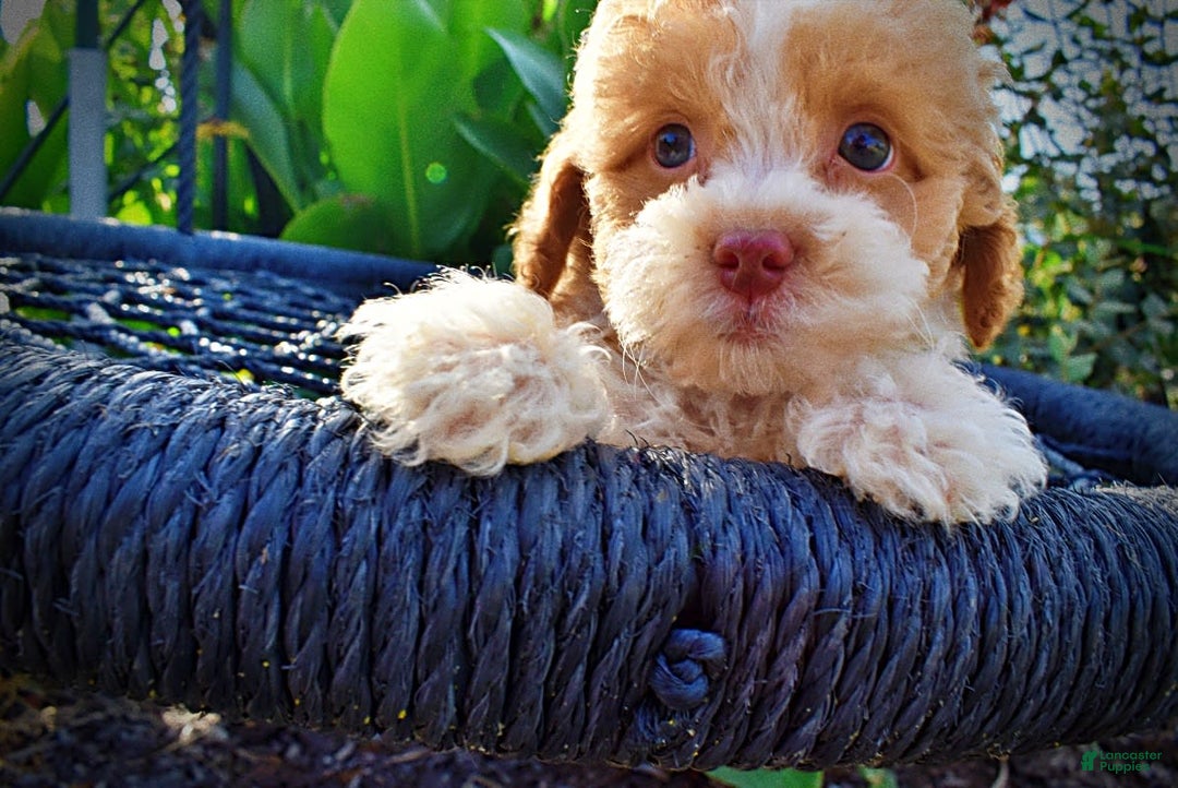 Havapoo dogs for sale: Jinga - Image 3