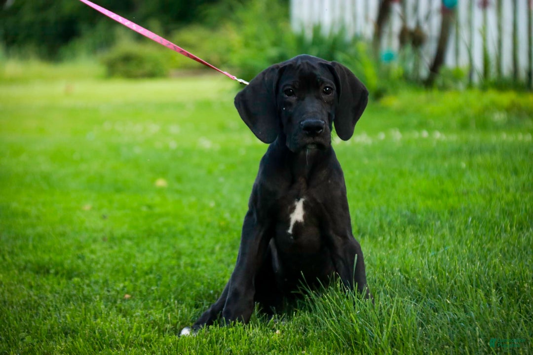 Great Dane dogs for sale: Selene - Image 10