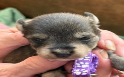 Miniature Schnauzer dogs for sale: Puppy7purple - Image 2