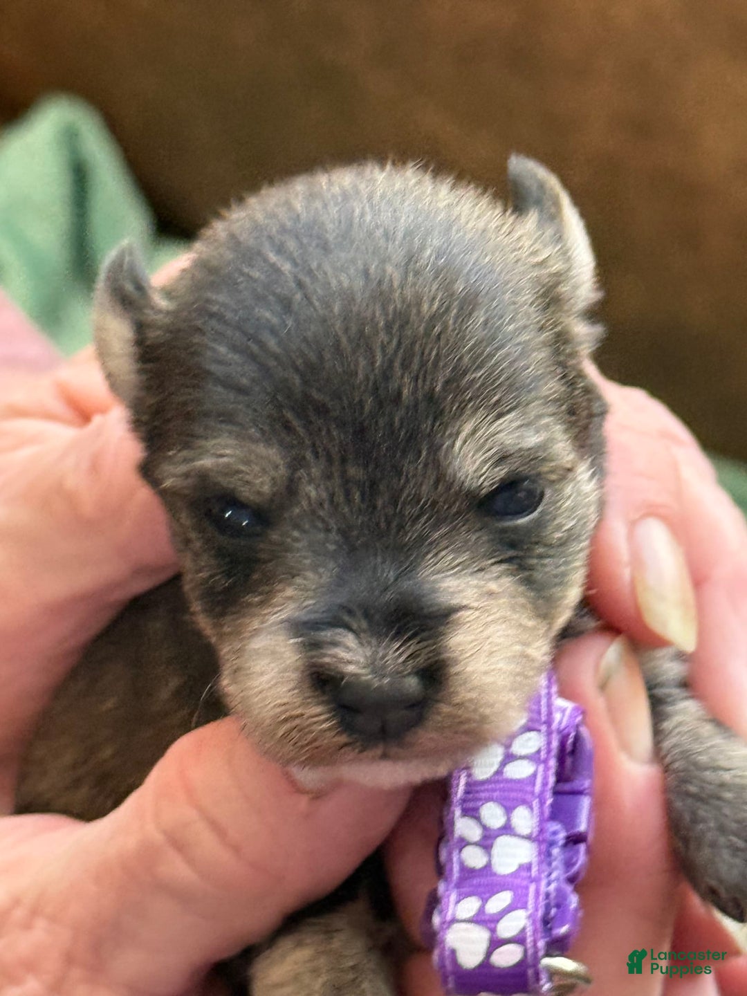 Miniature Schnauzer dogs for sale: Puppy7purple - Image 2
