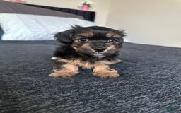 Miniature Dachshund dogs for sale: Mookie - Image 7