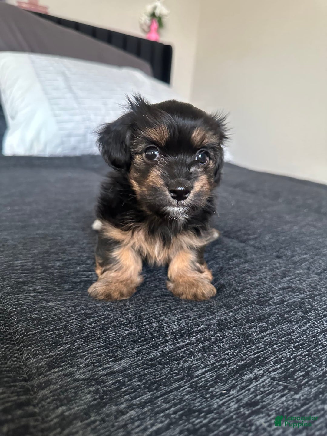 Miniature Dachshund dogs for sale: Mookie - Image 7
