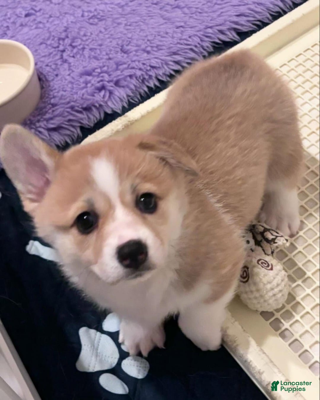 Welsh Corgi Pembroke dogs for sale: Mika - Image 2