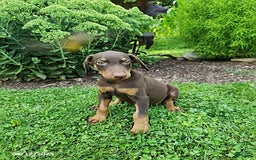 Doberman Pinscher dogs for sale: Doberman Pinscher 9 puppies - Image 6