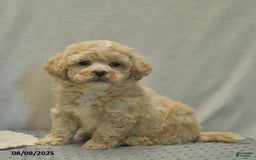 Teddy Bear dogs for sale: Biscute - Image 1