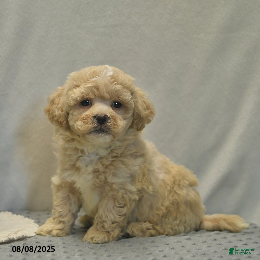 Teddy Bear dogs for sale: Biscute - Image 1