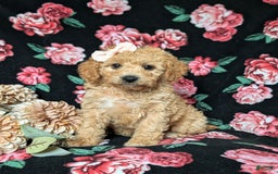 Cockapoo dogs for sale: Celeste Hypoallergenic - Image 1