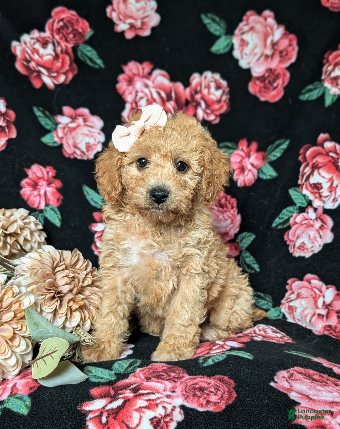 Cockapoo dogs for sale: Celeste Hypoallergenic - Image 1