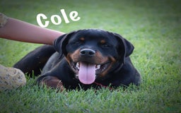 Rottweiler dogs for sale: Rottweiler 1 puppies - Image 1