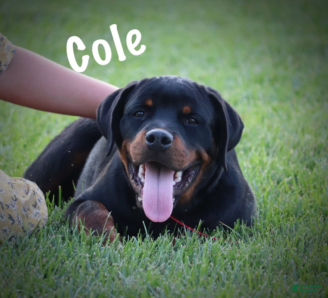 Rottweiler dogs for sale: Rottweiler 1 puppies - Image 1