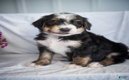 Bernedoodle dogs for sale: Jordan - Image 20