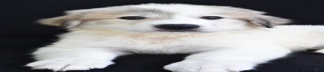 Mark