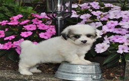 Teddy Bear dogs for sale: Spot - Image 3