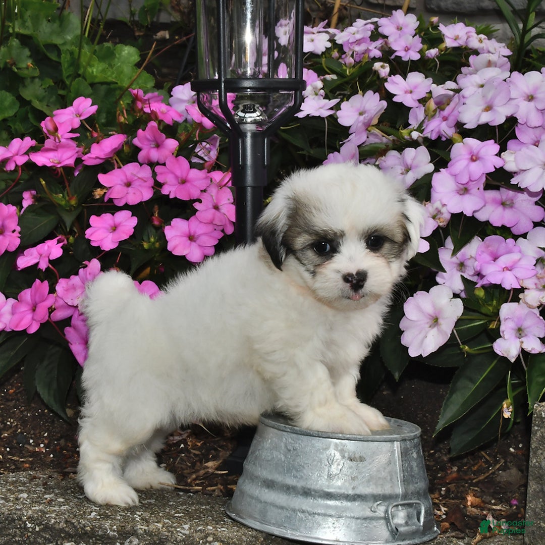 Teddy Bear dogs for sale: Spot - Image 3