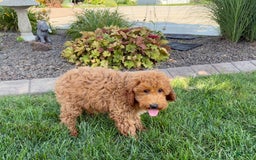 Cockapoo dogs for sale: Sam - Image 7