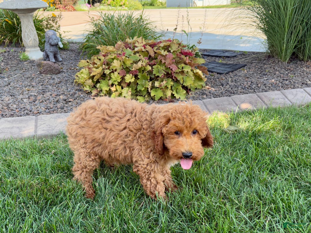 Cockapoo dogs for sale: Sam - Image 7