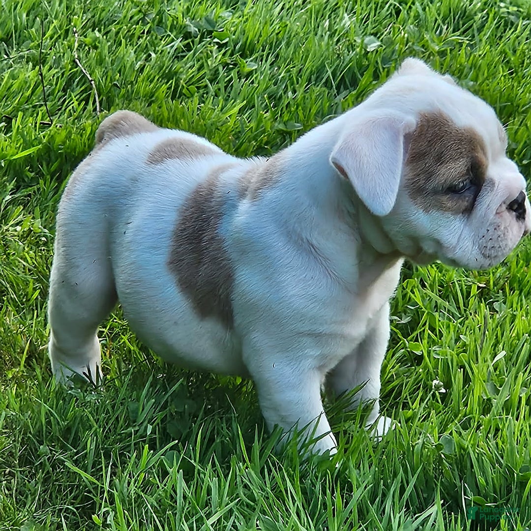 English Bulldog dogs for sale: Elsa - Image 2
