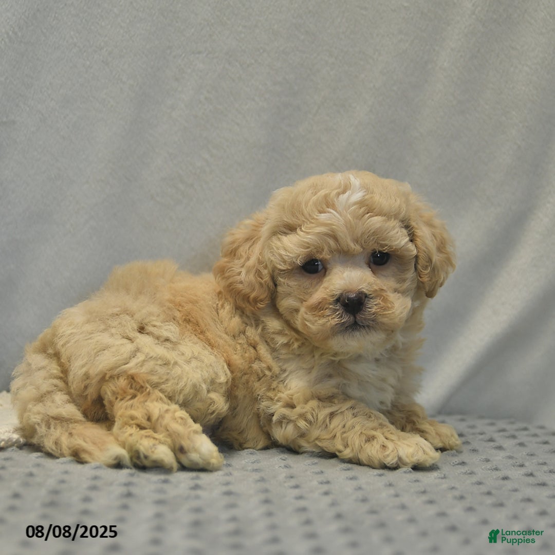 Teddy Bear dogs for sale: Biscute - Image 4