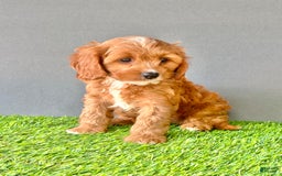 Cavapoo dogs for sale: Teddy - Image 4