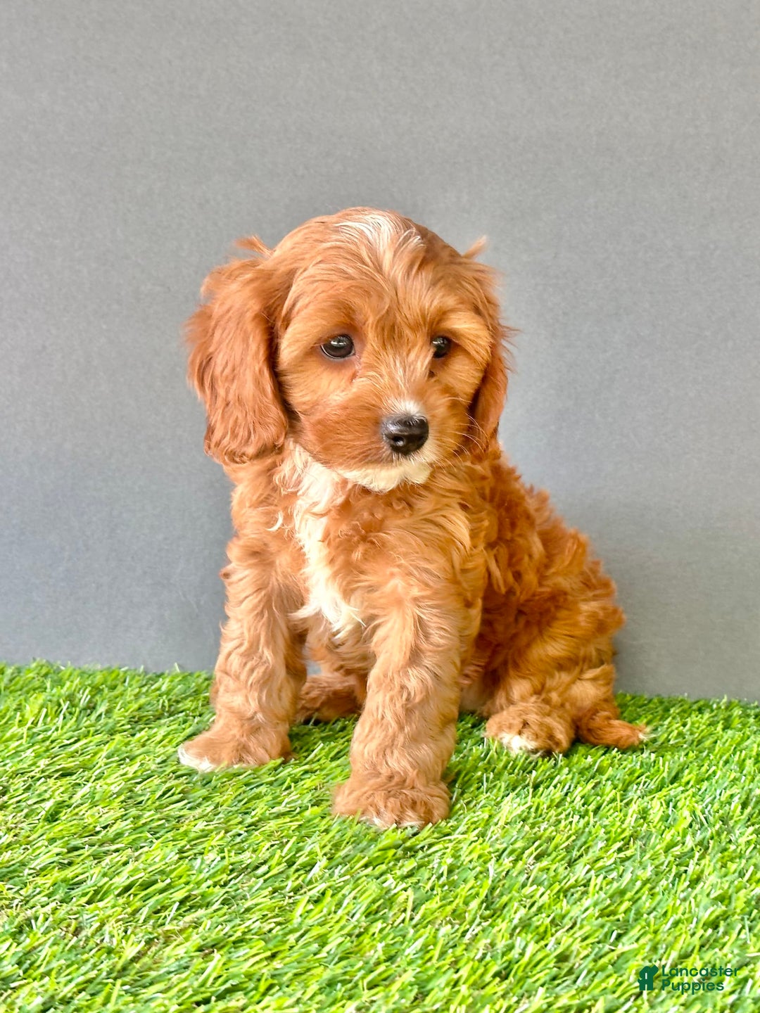 Cavapoo dogs for sale: Teddy - Image 4