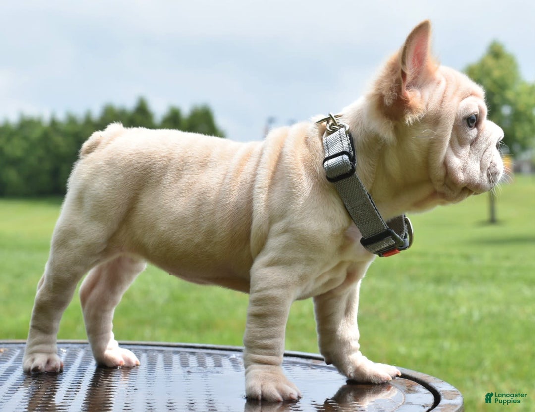 French Bulldog dogs for sale: Rayna Big Rope Velvet Fluffy - Image 54