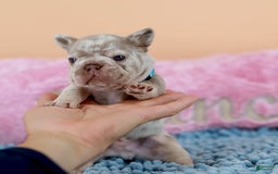 French Bulldog dogs for sale: Dante - Image 13